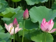 -莲花池公园