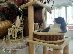 -共舞时光猫咖·狗咖(新街口店)