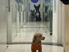 -芭比堂动物医院(广州爱宠下渡路分院)