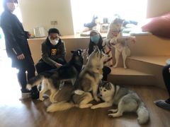 -Husky Go! 哈士奇体验馆·宠物咖啡厅狗咖
