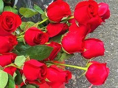 -循礼门鲜花花市(武汉循礼门店)