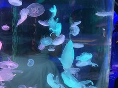 -顺德南宏海立方海洋公园