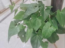 -雅曼妮spa美容养生