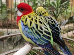 -南宫五洲植物乐园