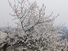 -白水寺森林公园