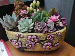 -财神鸡煲(华强北店)