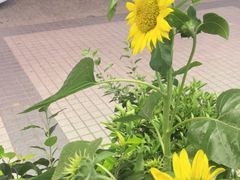 -小菜园新徽菜(阜阳颍州万达店)