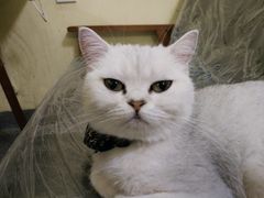 -猫色咖啡·猫咖