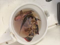 -三亚亚龙湾瑞吉酒店·铭轩中餐厅Mingxuan·海南菜·粤菜