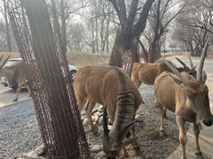 -北京野生动物园