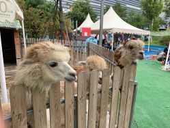 -萌宠亲子动物乐园(槐房万达店)