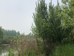 -微山湖红荷湿地景区