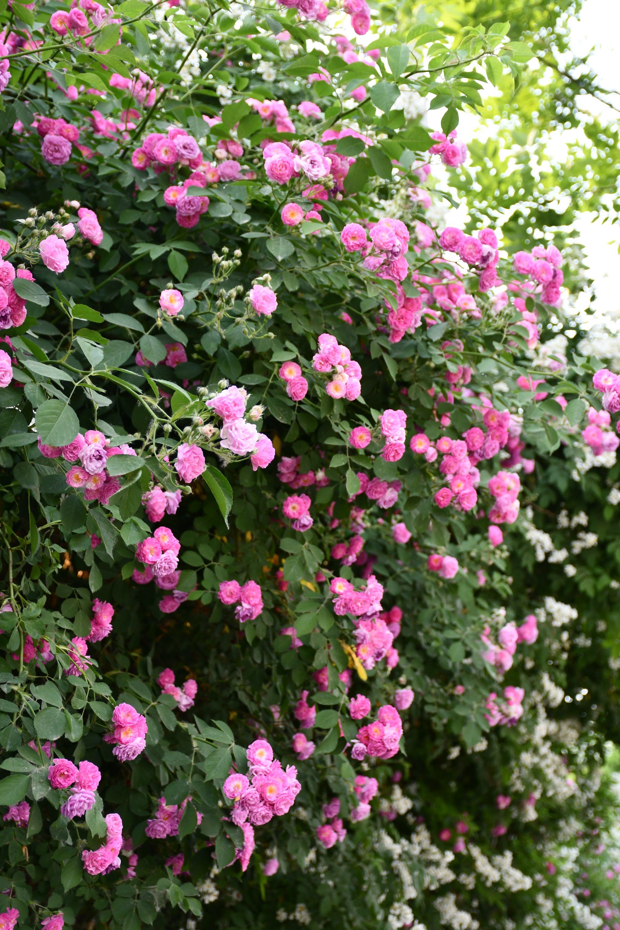 北京五月街头蔷薇花墙