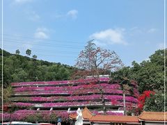 -深圳仙湖植物园
