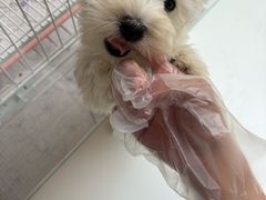 -翊宠yipet猫狗购宠庄园犬舍•猫舍