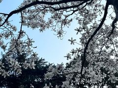 -南京古林公园