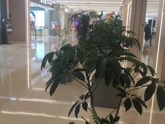 -凯德MALL(望京店)