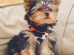 -萌宠之家·腊肠犬·马尔泰·小体犬舍