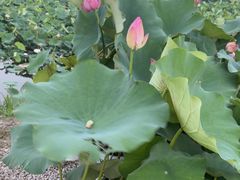 -七的湖·晚芳亭·阳澄湖农家菜·大闸蟹(莲花岛店)