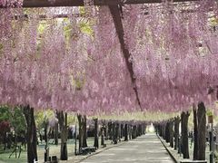 -嘉定紫藤园