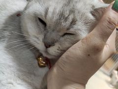 -藏猫猫咖啡主题馆(中央大道店)