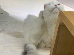 -猫和宫(六道口店)