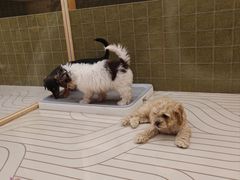 -帕帕拉兹宠物(亚洲旗舰店)