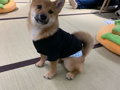 -逗柴咖啡屋·狗咖猫咖宠物桌游