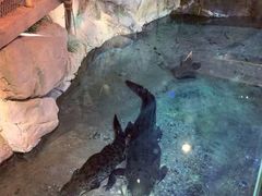 -迪拜水族馆及水下动物园
