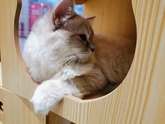 -瞄一喵猫咖(格力海岸店)