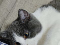 -lincat·猫舍(广州店)