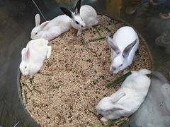 -正佳雨林生态植物园