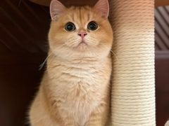 -猫十亿·布偶金渐层·曼基康矮脚猫舍(青年路店)