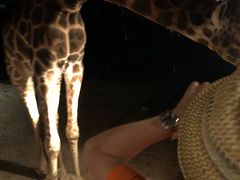 -清迈夜间动物园