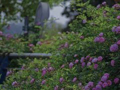 -合肥大剧院