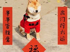 -谐和益家动物医院·免疫绝育·血液透析·宠保定点医院(高新伊藤分院)