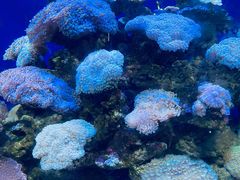 -江和美海洋公园