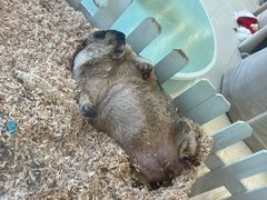 -怪兽屋·羊驼·猫咖·狗咖(俊华广场店)