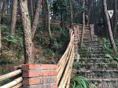 -铁山坪森林公园