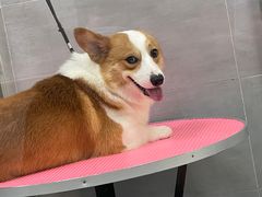 -宠福鑫康馨动物医院·骨科·眼科