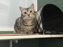 -瑞派长江宠物医院·猫科·外科·24小时夜护(谊城公寓分院)