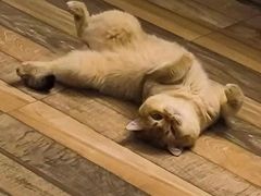 -东方名猫馆·英短金渐层布偶猫舍(环线广场1号楼店)