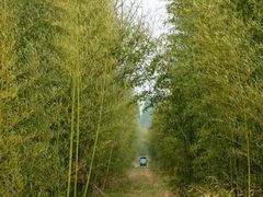 -黄海国家森林公园