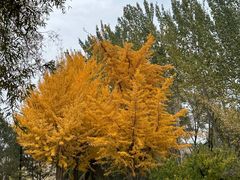 -森林公园(尖草坪区)