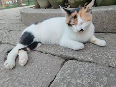 -西园寺