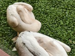 -熊猫自助餐厅.萌趣城堡(长隆熊猫酒店)