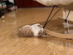 -联合动物医院(光谷诊疗中心)