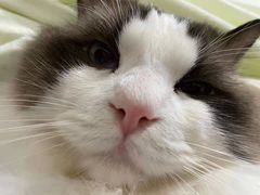 -关爱宠物医院·猫科中心·消化科(滨湖万达分院)