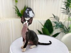 -山宅一喵德文卷毛猫舍