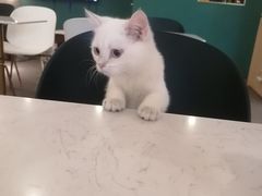 -飞行喵MR PILOT|猫舍·猫咖(静安大融城店)